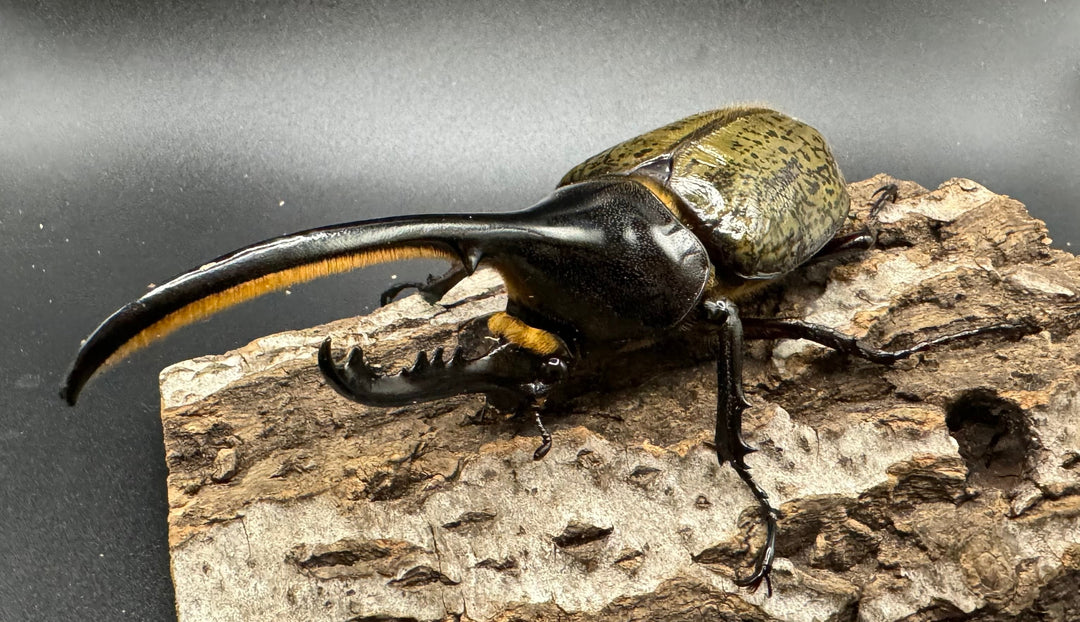 《ヘラクレス・ヘラクレス 126mm ペア》