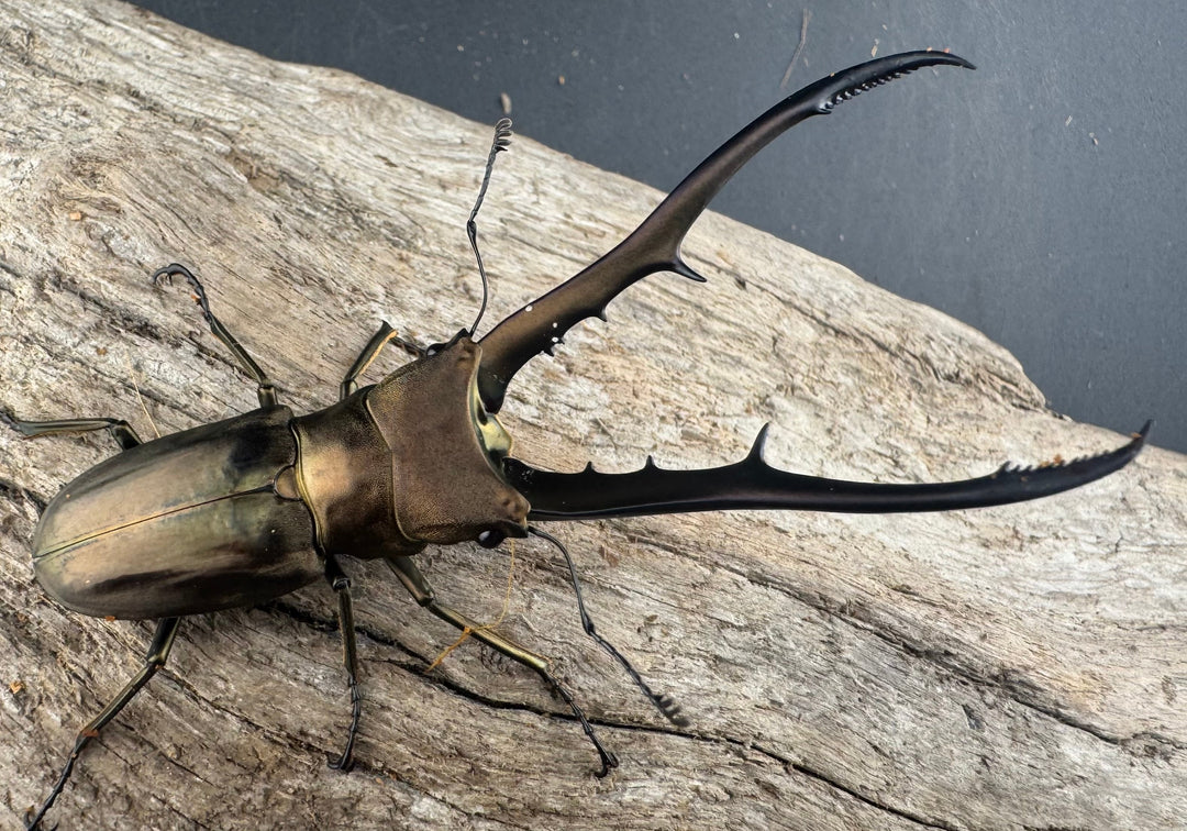 【WD】《メタリフェルホソアカ亜種finae 75.5mm ペア》