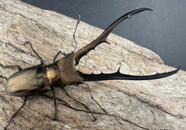 【WD】《メタリフェルホソアカ亜種finae 75.5mm ペア》