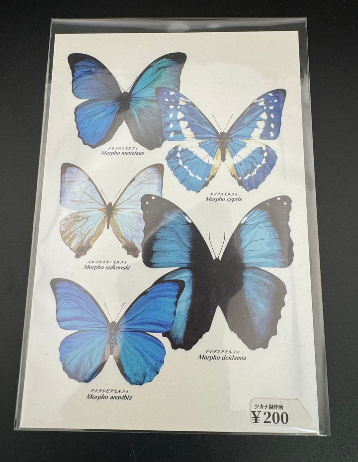 ポストカード 1枚入り（モルフォ属）