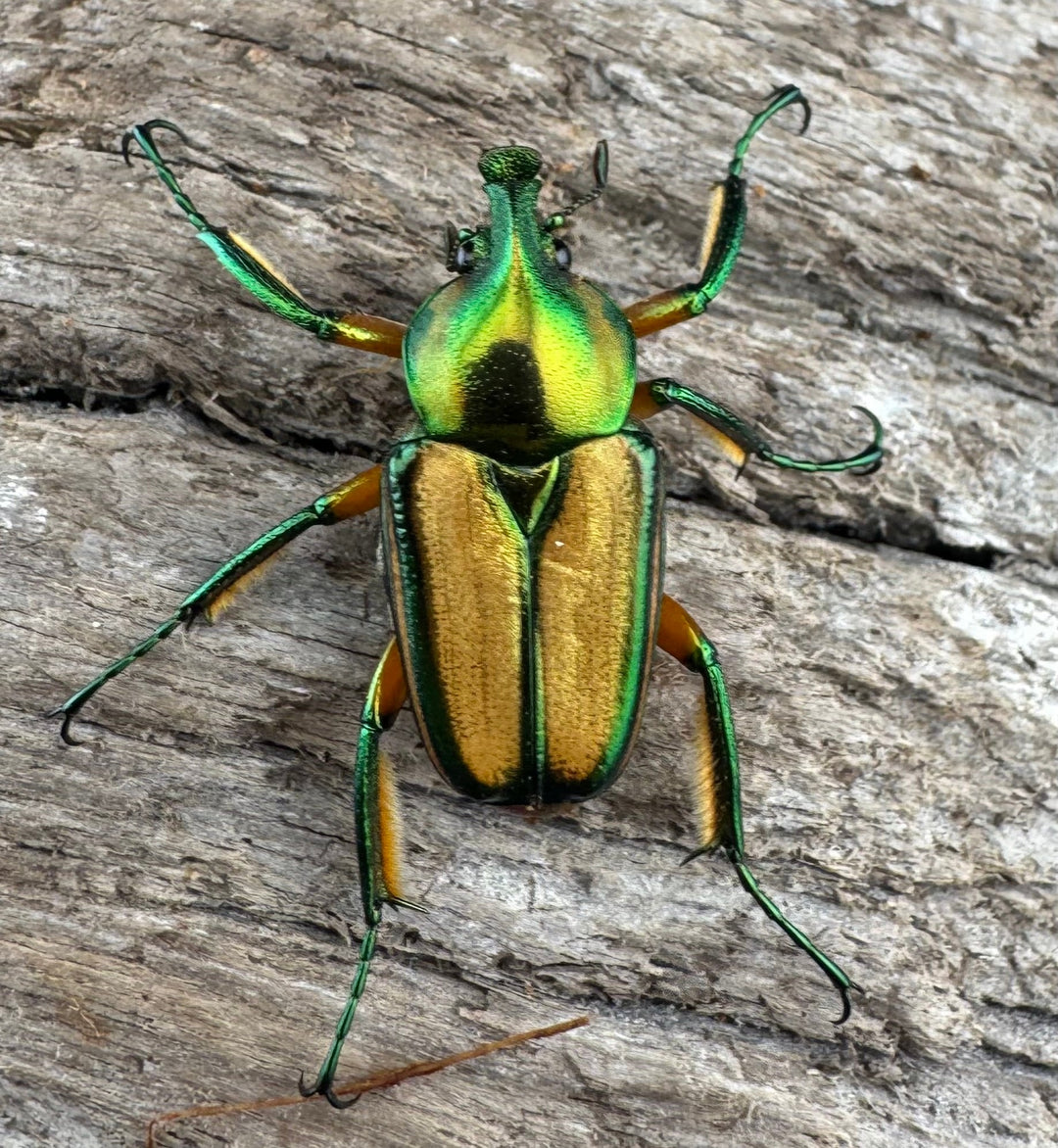 【WD】《ホウデンヒメカブトハナムグリ Free ペア》