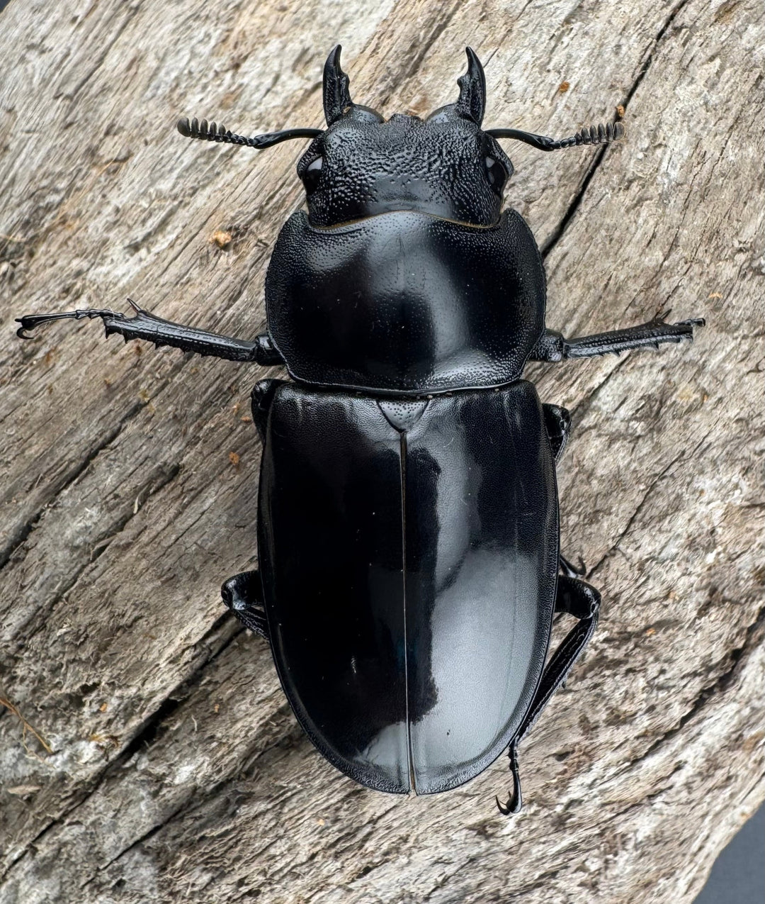 【WD】《マンディブラリスフタマタ 48mm ♀単A’品》