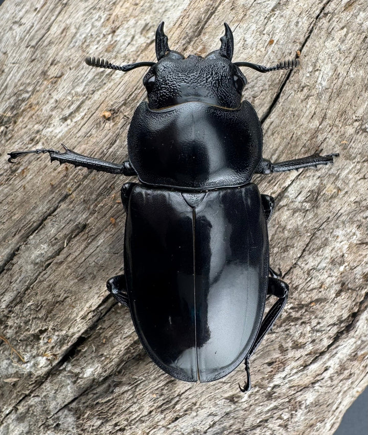 【WD】《マンディブラリスフタマタ 48mm ♀単A’品》