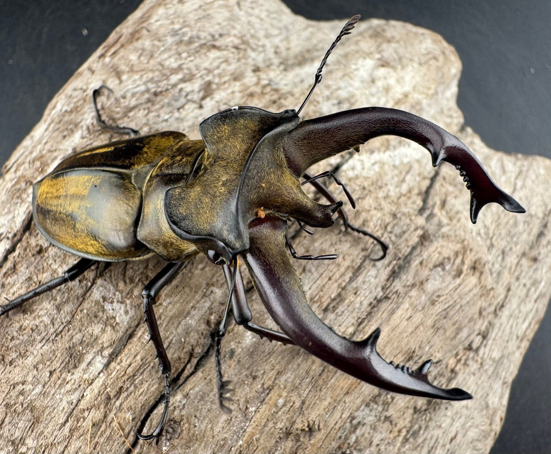 【WD】《チベットミヤマ亜種singularis 67mm ペア》