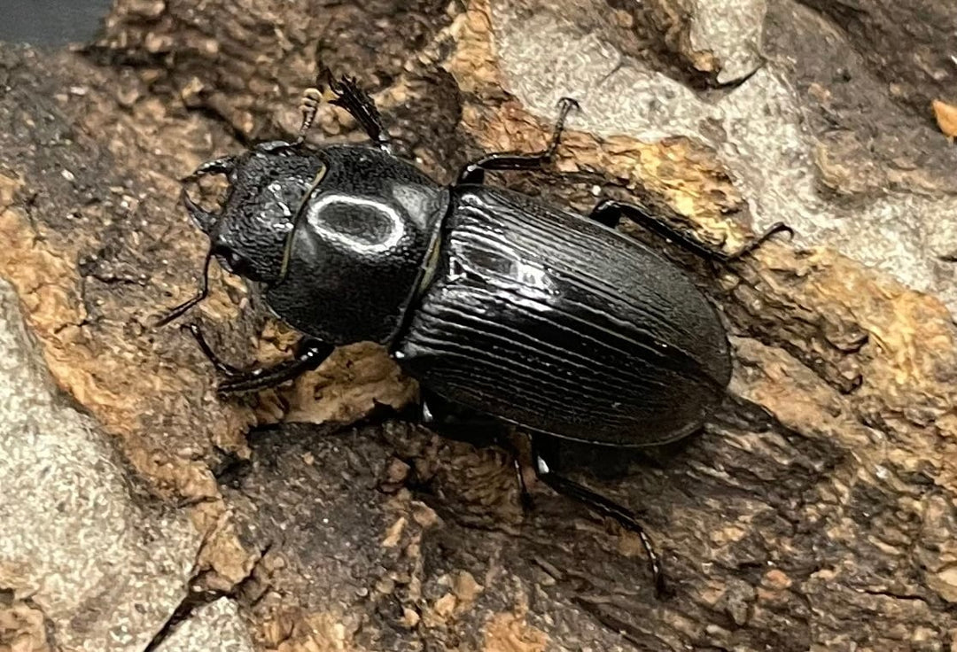 【WD】美麗種《ヨンレンセスジ ペア》