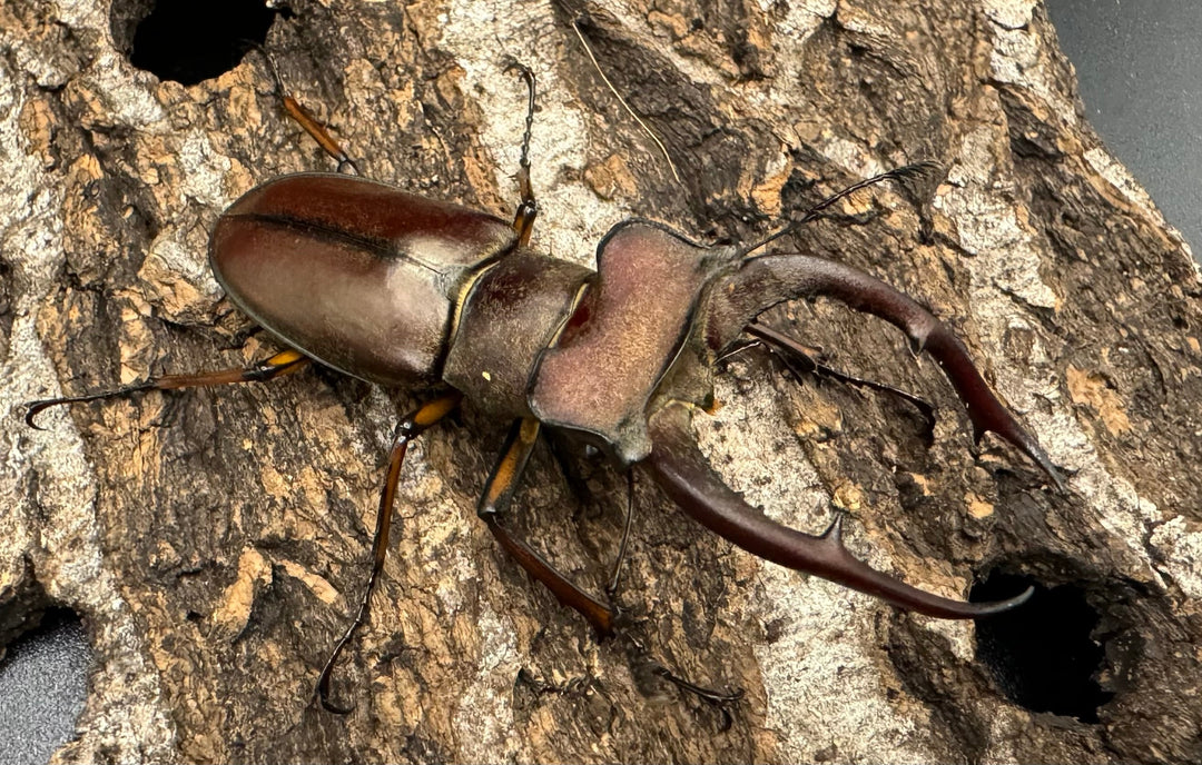 【WD】《ルックミヤマ 62mm ペア》