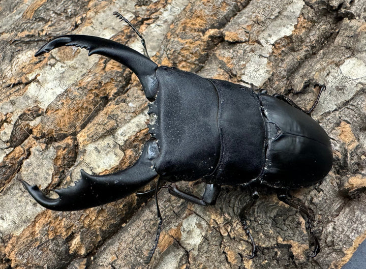 【WD】《西ペレンオオヒラタ（スラウェシオオヒラタクワガタ） 86mm ペア》