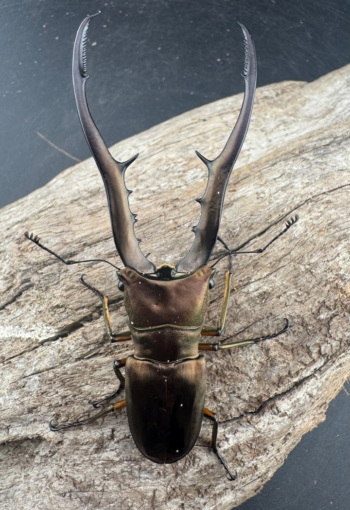 【WD】《メタリフェルホソアカ亜種finae 91mm ペア》