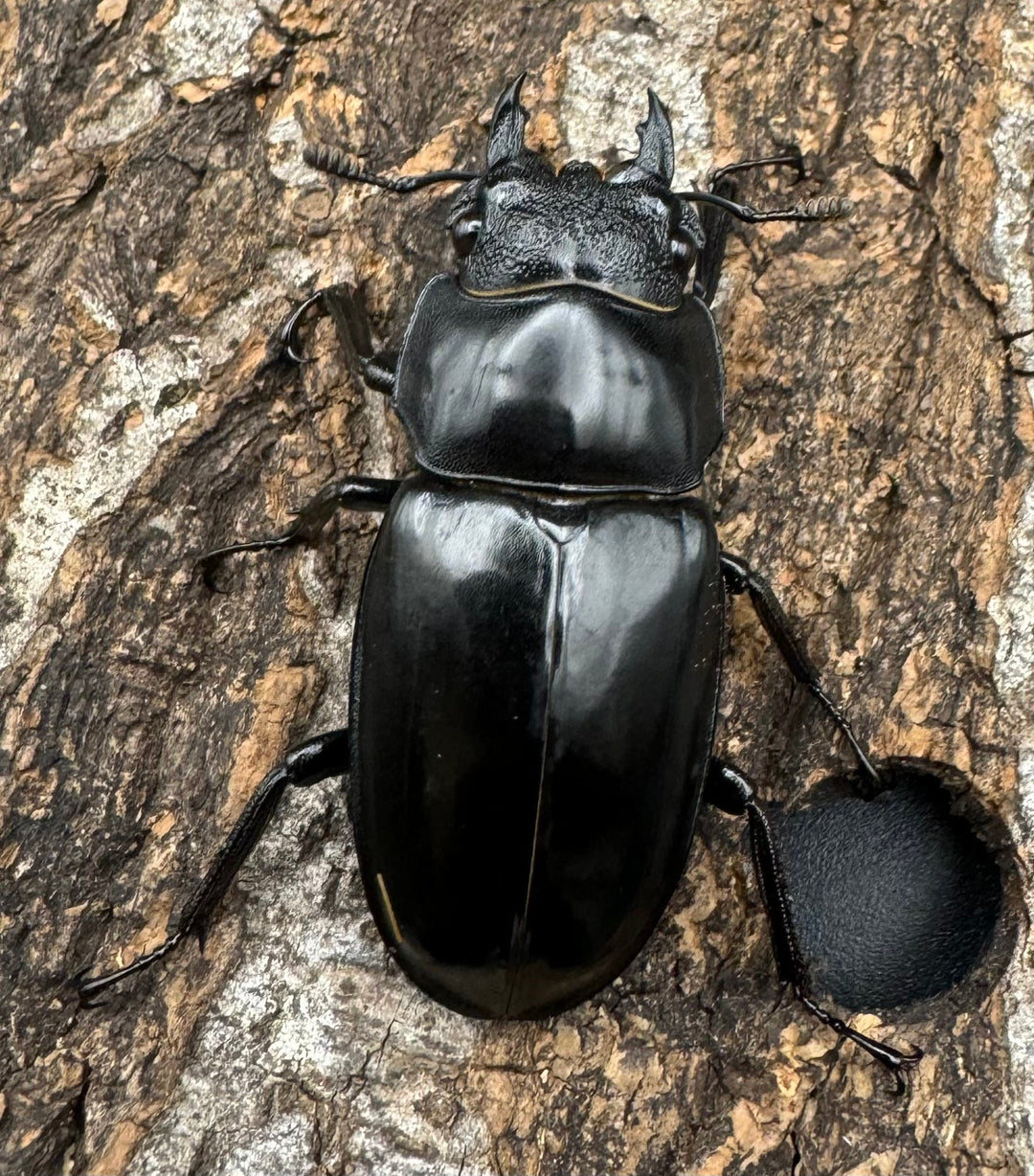 【WD】《セアカフタマタ（パリーフタマタ） 83.5mm A’品ペア》