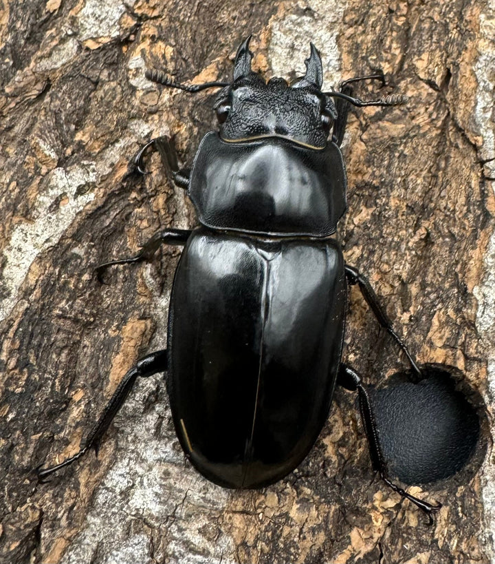 【WD】《セアカフタマタ（パリーフタマタ） 83.5mm A’品ペア》