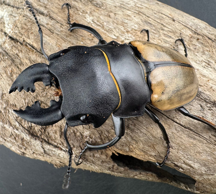 【WD】《カステルナウディツヤ 75.5mm ペア》