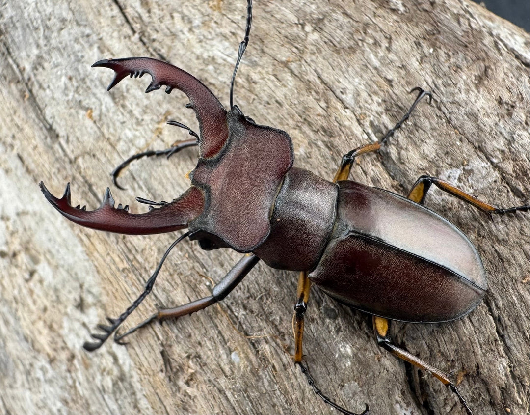 【WD】《ウーイーミヤマクワガタ 35mm♂♀♀トリオ》