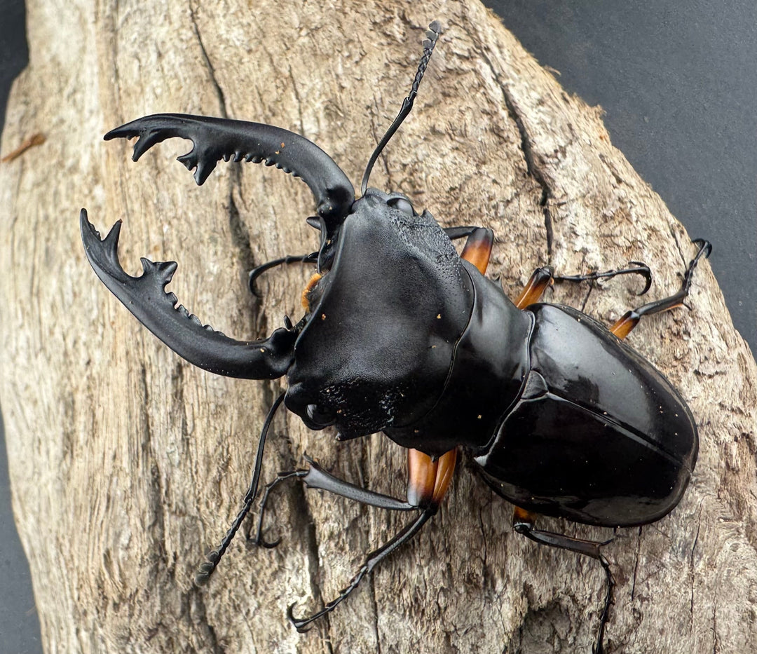 【WD】《インペリアリスツヤ亜種komorii リサル産 67mm ペア》