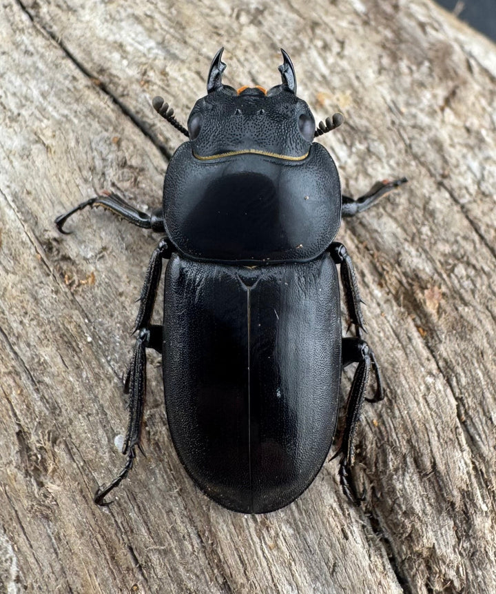 【WD】《ビキヌスコクワガタ 四川省産 28.5mm A'品ペア》