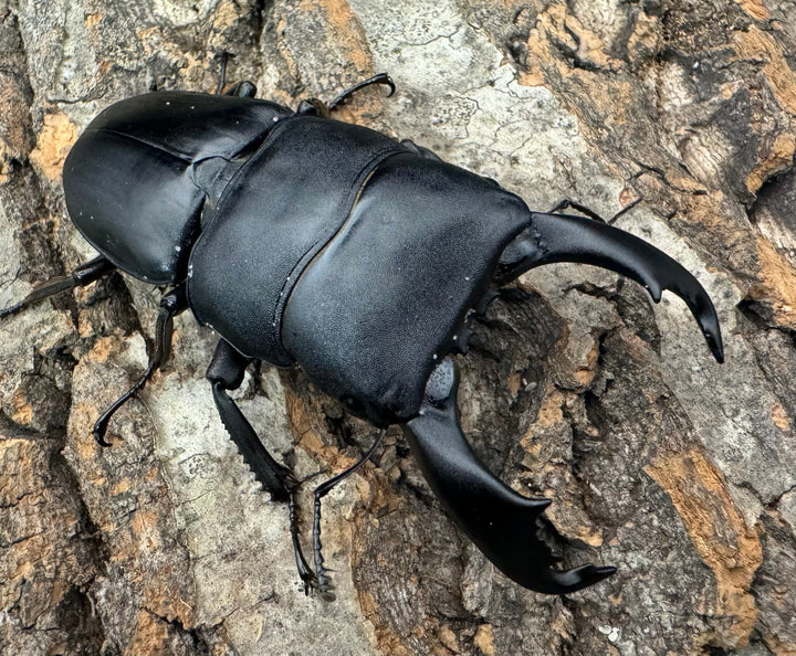 【WD】《西ペレンオオヒラタ 82.5mm ペア》