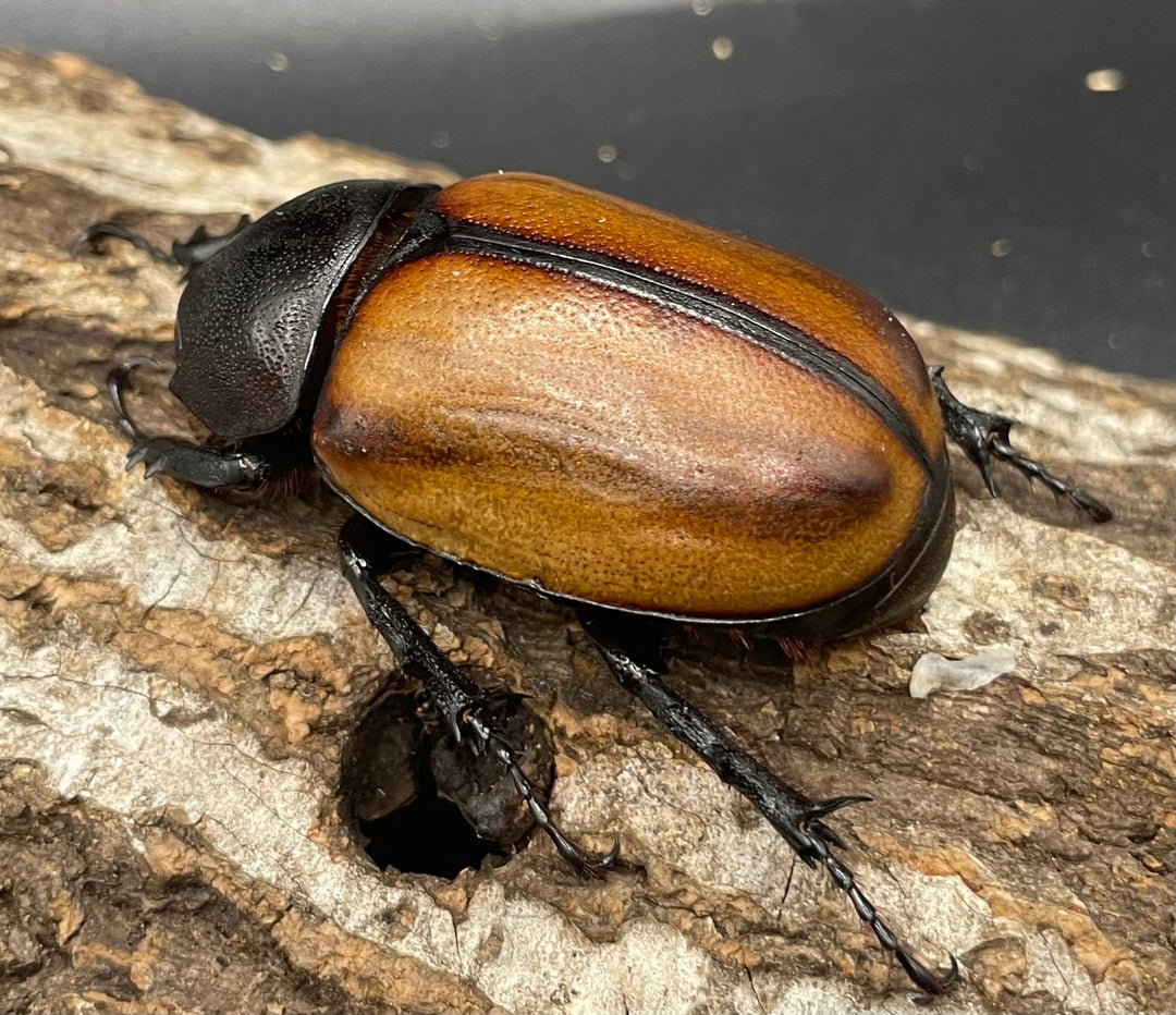 【WD】《スキットゴホンツノカブト ♀単》