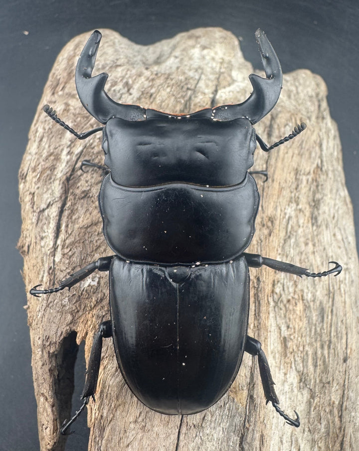 【WD】《アンタエウスオオクワ亜種miyashitai 74mm ペア》