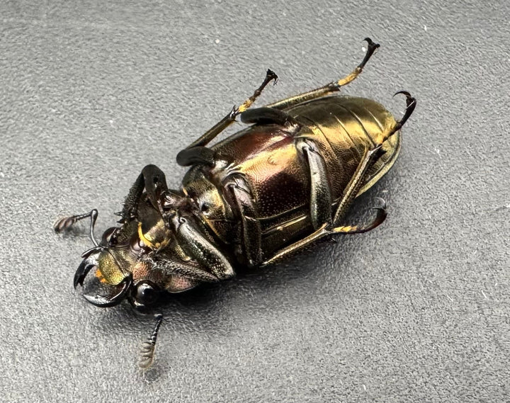 【WD】《メタリフェルホソアカ亜種finae 85.5mm A’品ペア》