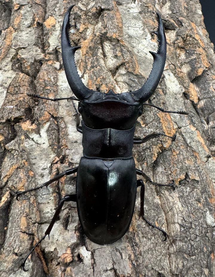 【WD】《マンディブラリスフタマタ 85mm ペア》