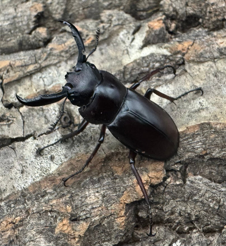 《ペロッティシカクワガタ Free ペア》