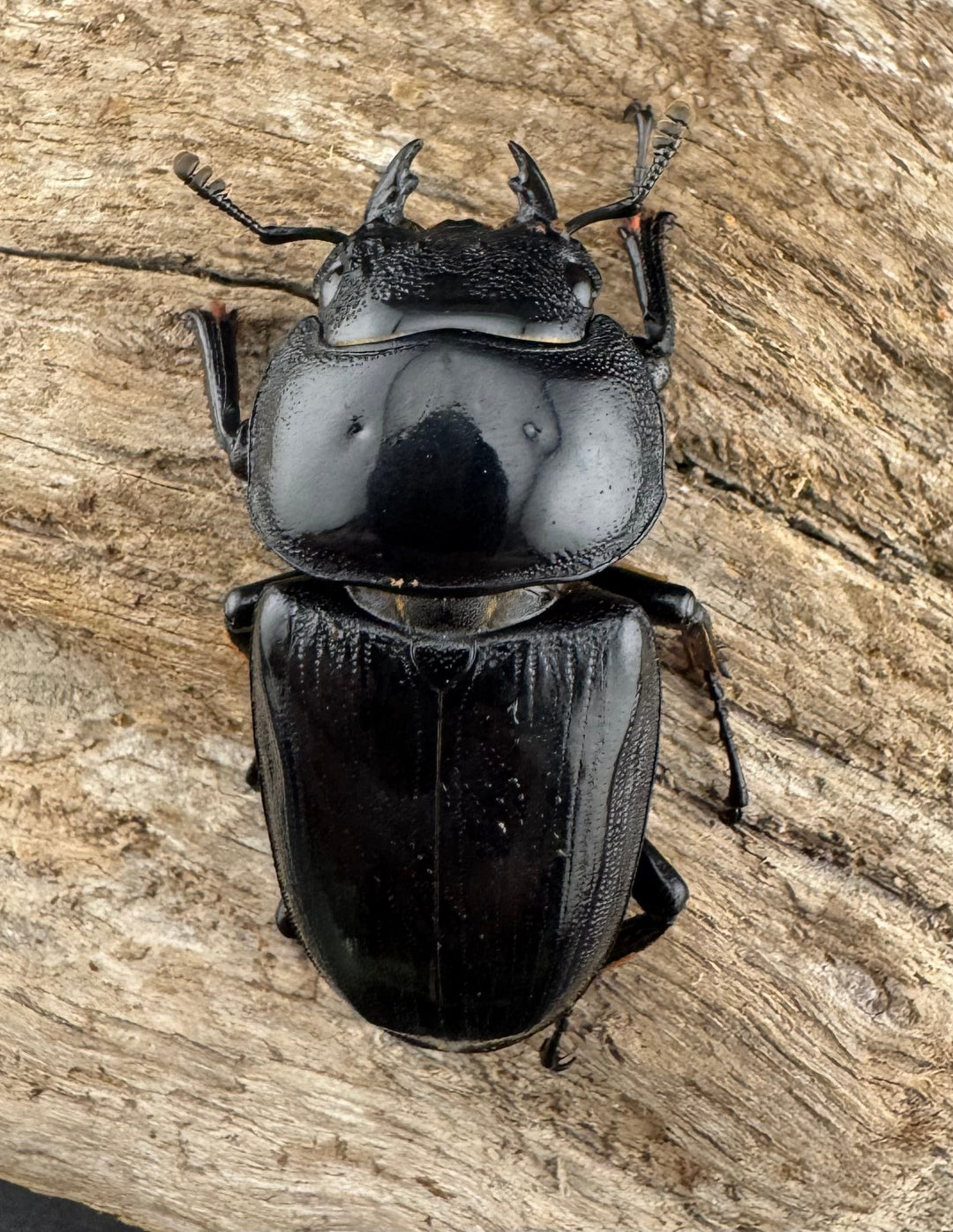 《インドグランディス亜種moriyai Garda93.3血統 73.5mm ペア》