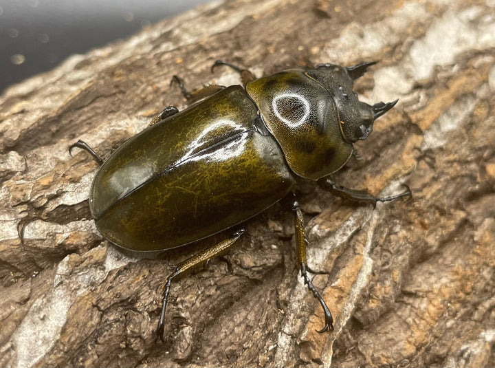 《ババオウゴンオニクワガタ 57mm ペア》