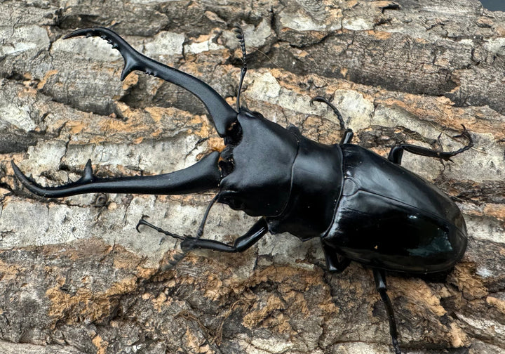 【WD】《ギラファノコギリ亜種ダイスケ ネグロス島産 91mm ペア》