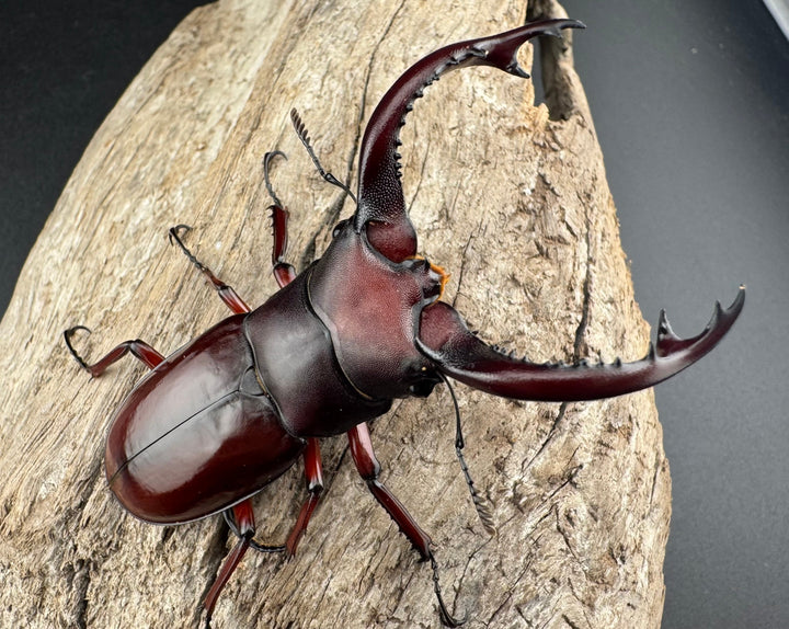 《フォルスターフタマタ亜種ニシ 68mm ♂単》