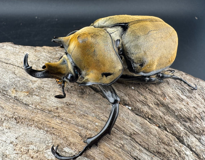 《エレファスゾウカブト 76.5mm ペア》