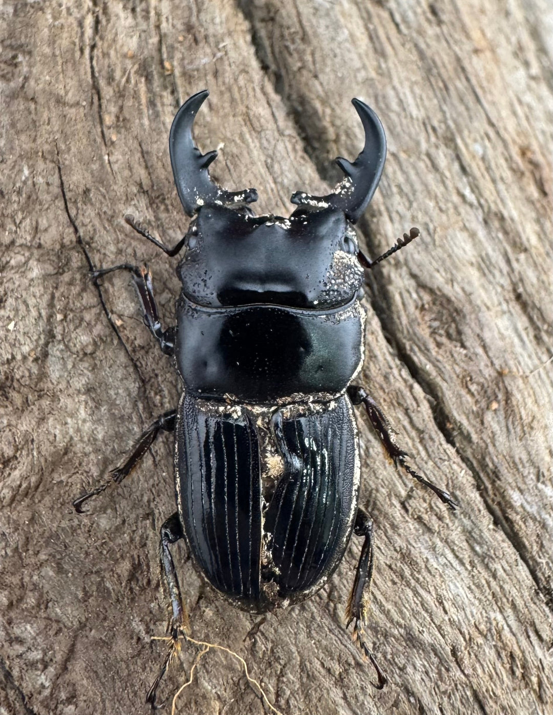 【WF2】《フィリピンネブト亜種バンガイエンシス 30mm B品ペア》