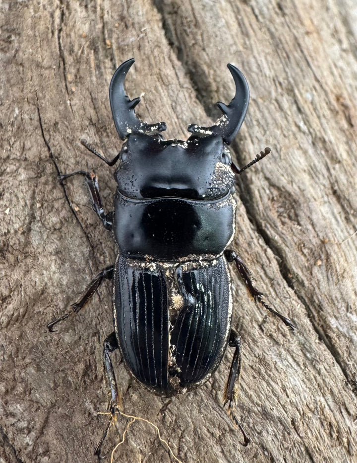 【WF2】《フィリピンネブト亜種バンガイエンシス 30mm B品ペア》