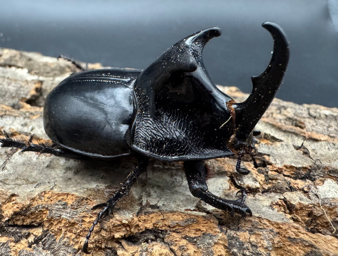 【WD】《オオツノメンガタカブト 59mm ペア》