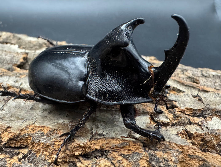 【WD】《オオツノメンガタカブト 59mm ペア》