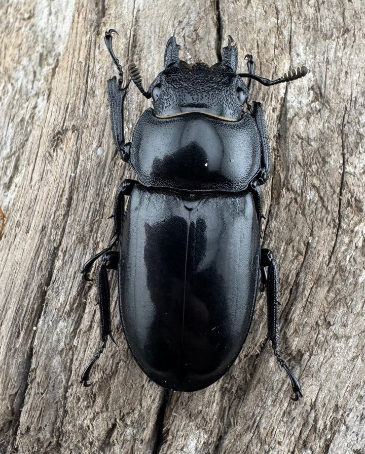 【WD】《ブケットフタマタクワガタ 74mm ペア》