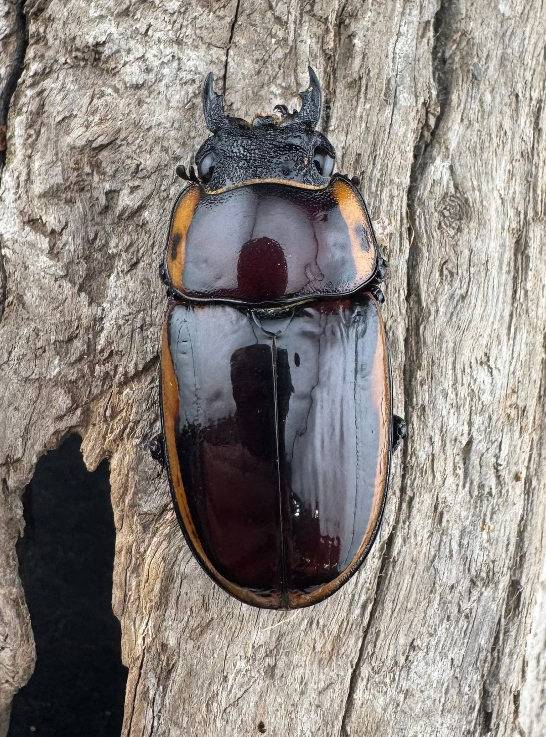 【WF3】《ファブリースノコギリ亜種タカクワイ 74mm ペア》