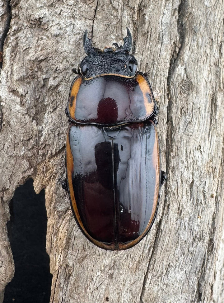 【WF3】《ファブリースノコギリ亜種タカクワイ 74mm ペア》