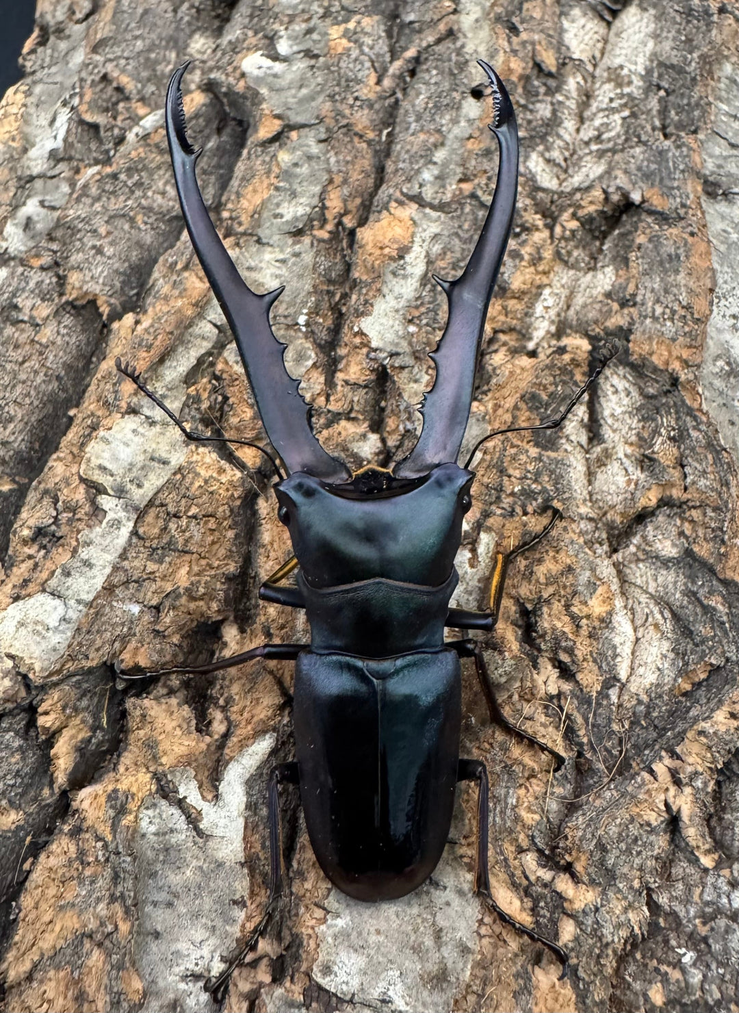 【美麗】《メタリフェルホソアカ 80mm ペア》わたくわ氏ブリード個体