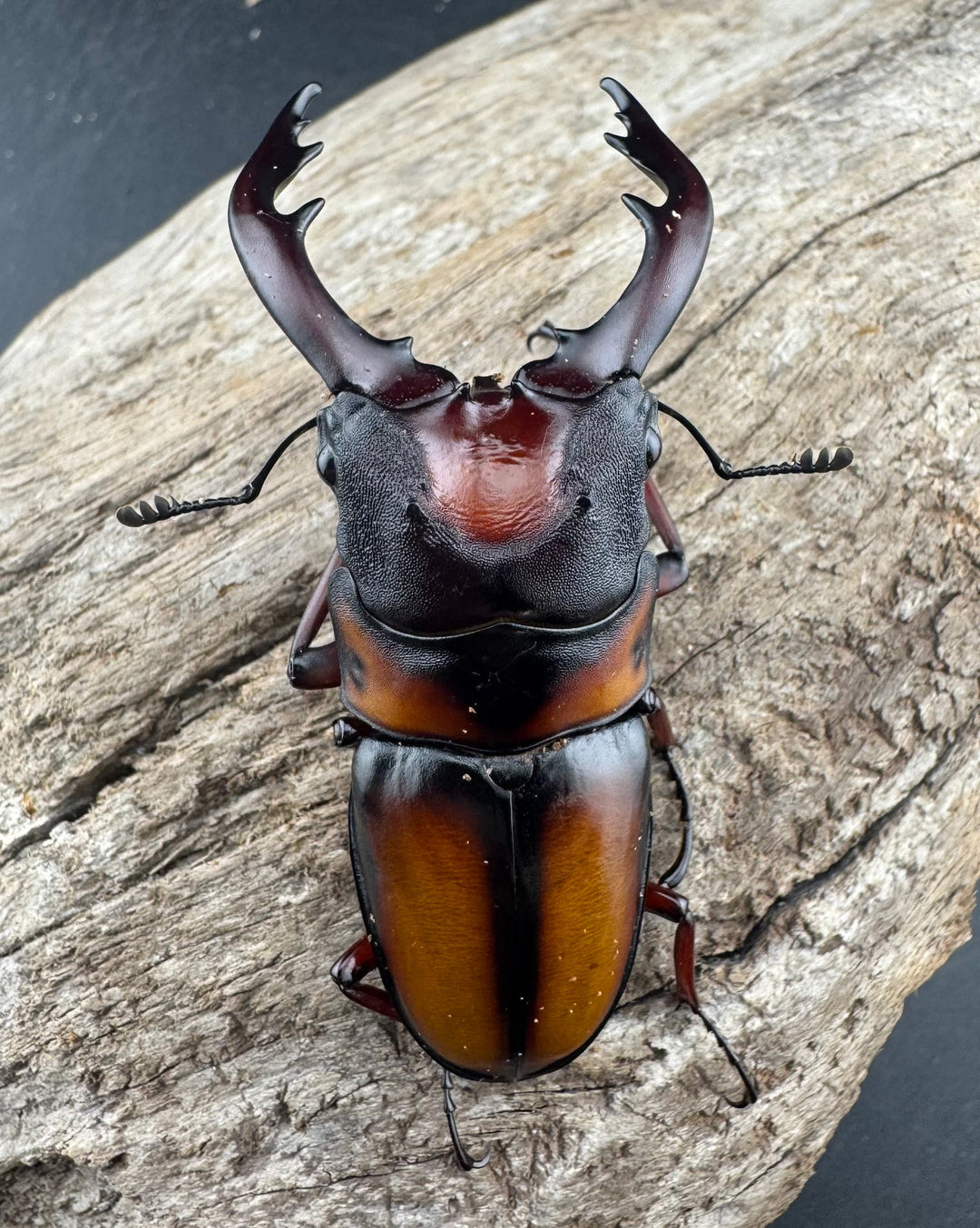 《ミラビリスノコギリクワガタ 67mm ペア》