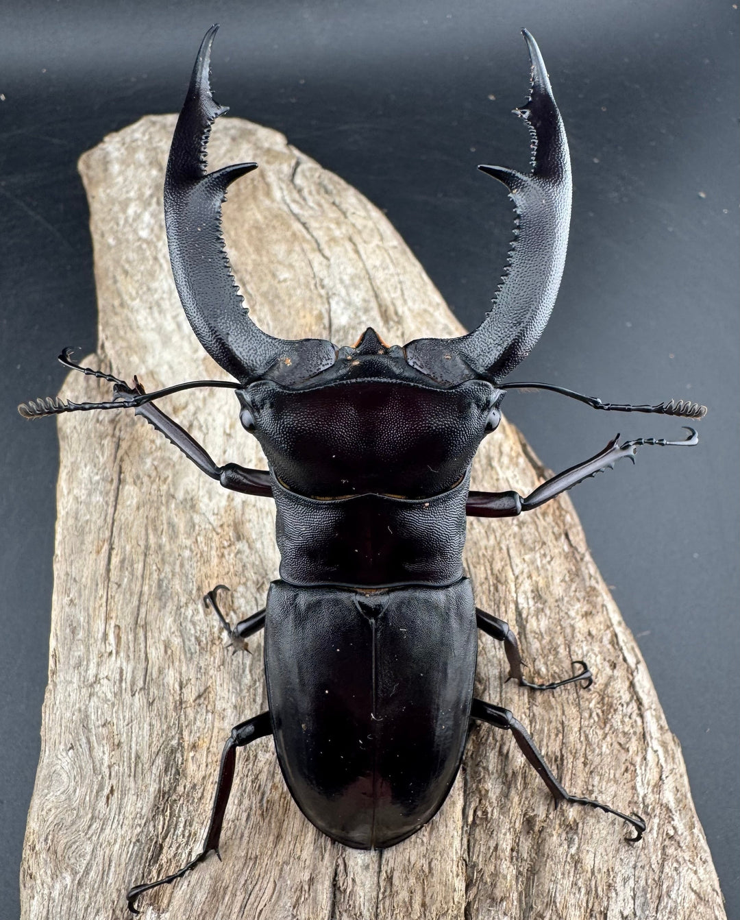 【WD】《マンディブラリスフタマタ 102.5mm A’品ペア》