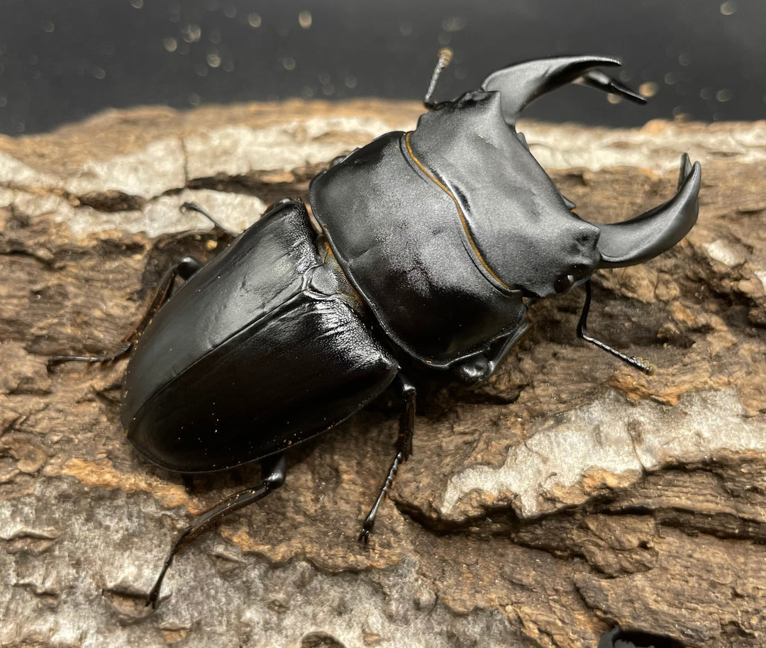 《ホペイオオクワガタ G70血統 76mm ペア》