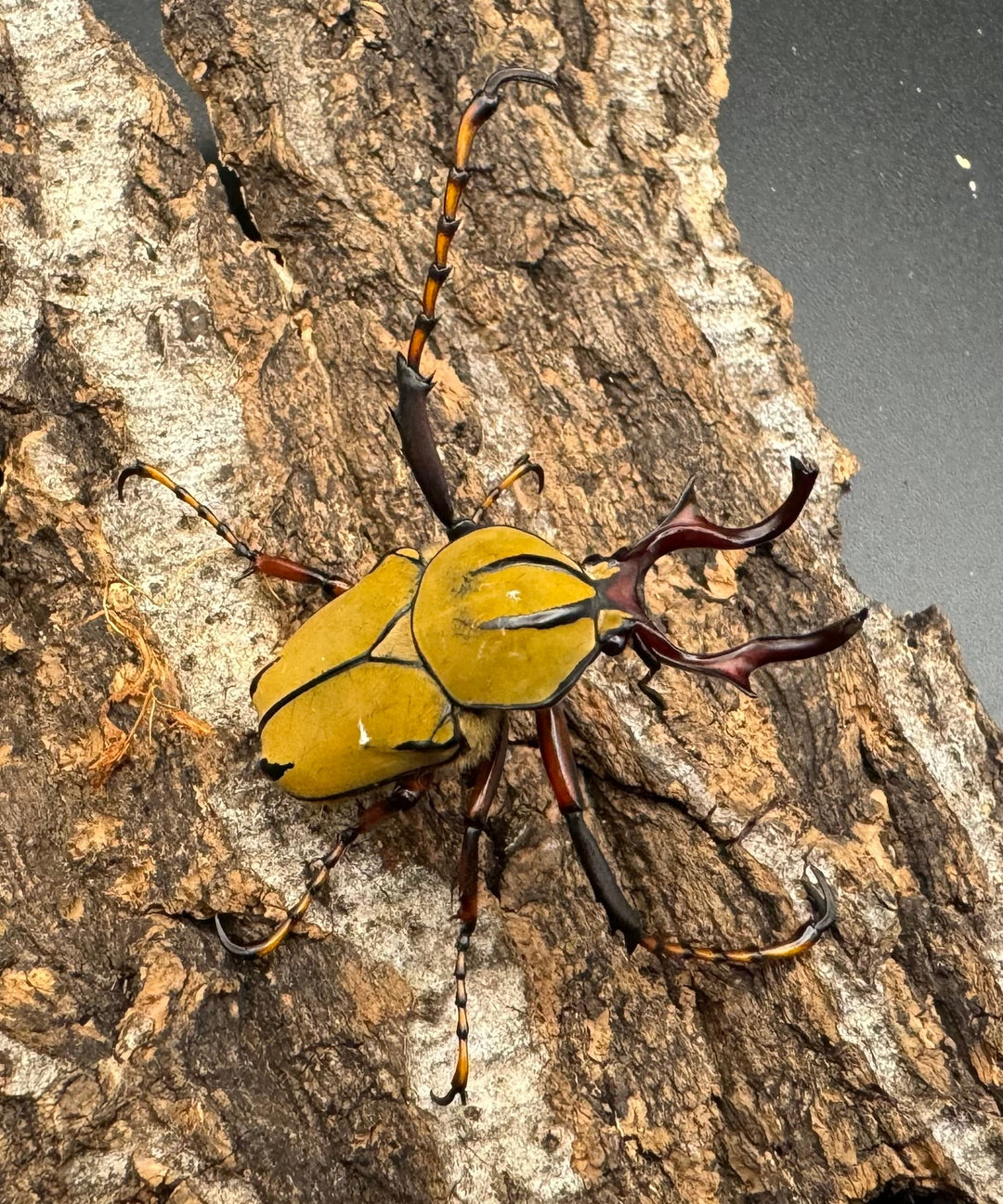 【WD】ワリックツノハナムグリ亜種bowringi ペア