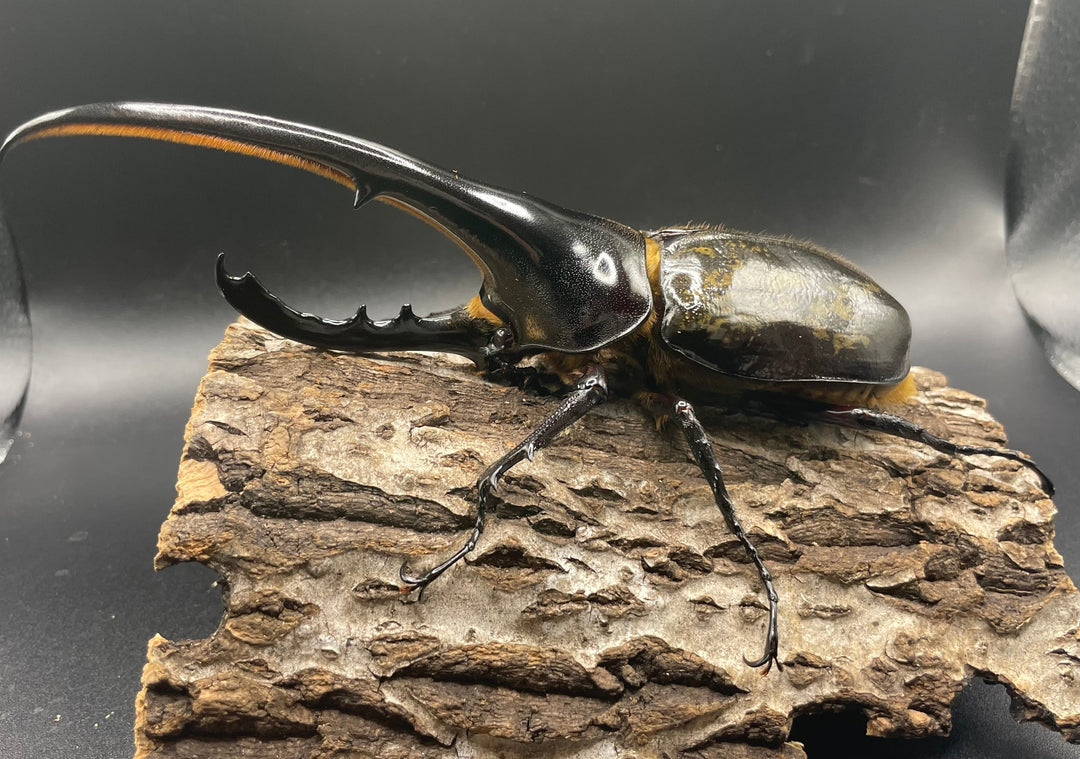 即ブリ《ヘラクレス・ヘラクレス 158mm ペア》