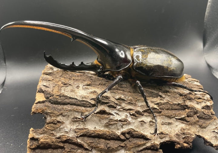 即ブリ《ヘラクレス・ヘラクレス 158mm ペア》