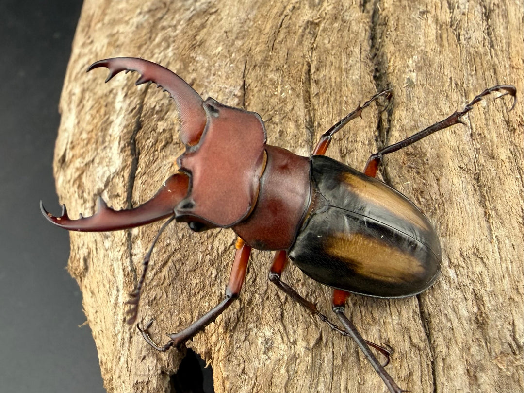 【WF2】《ラエトゥスミヤマクワガタ 41.5mm ペア》