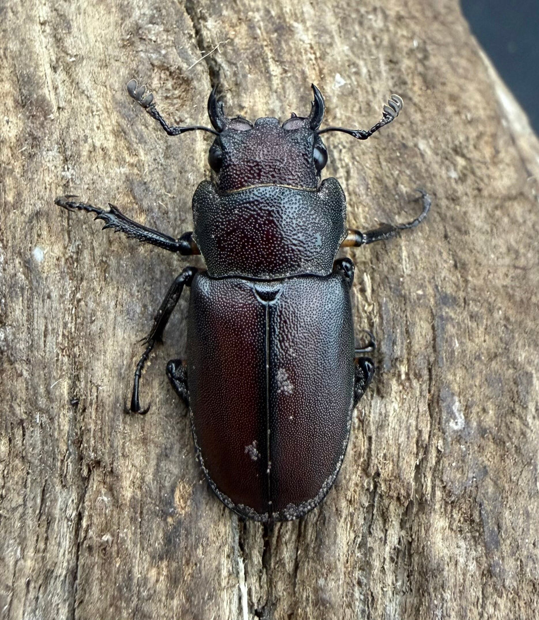 《メタリフェルホソアカ亜種サンギレンシス 67.5mm ペア》