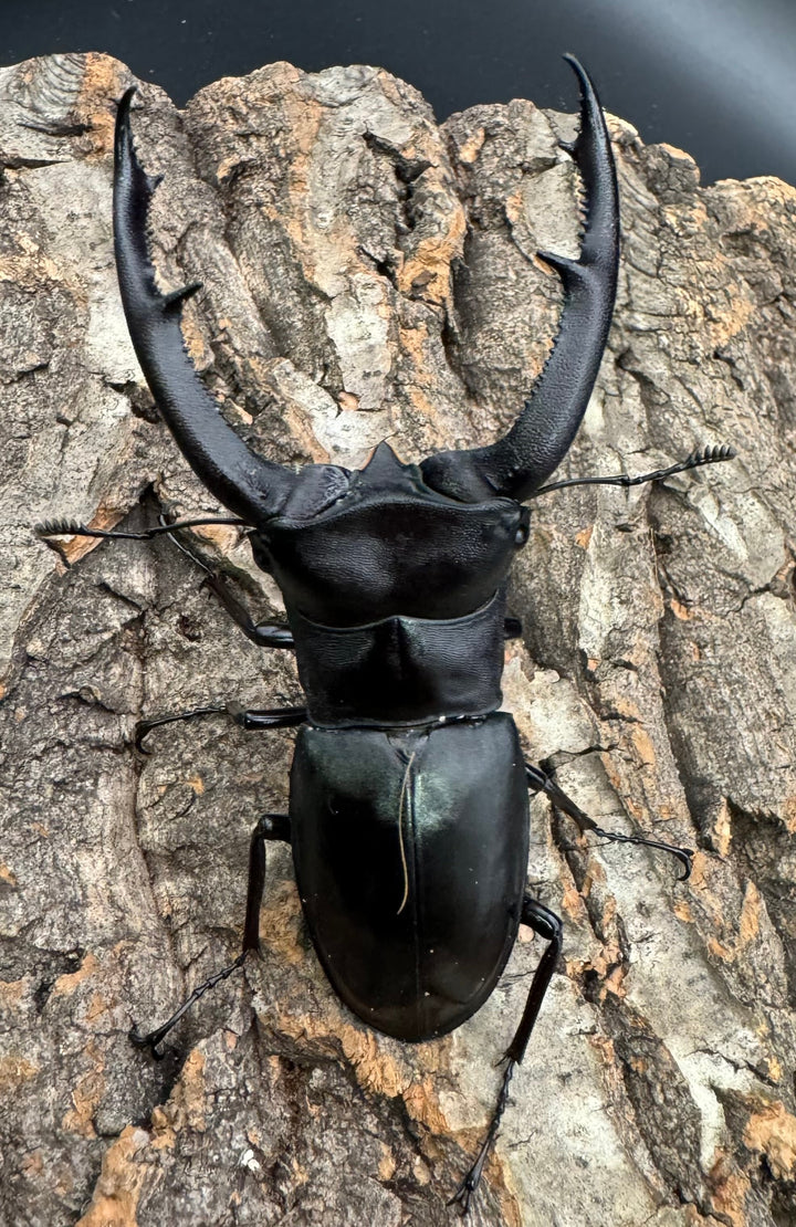 【WD】《マンディブラリスフタマタ 90.5mm A’品ペア》