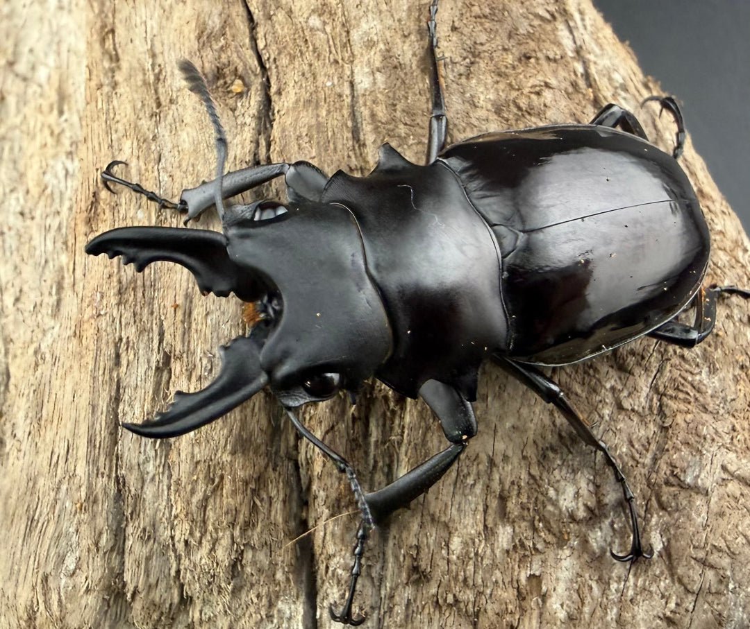 【WD】《ダールマンツヤクワガタ サンギール島産 56mm A’品ペア》