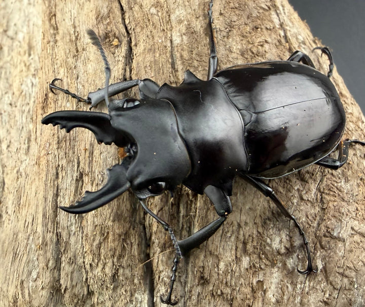 【WD】《ダールマンツヤクワガタ サンギール島産 56mm A’品ペア》