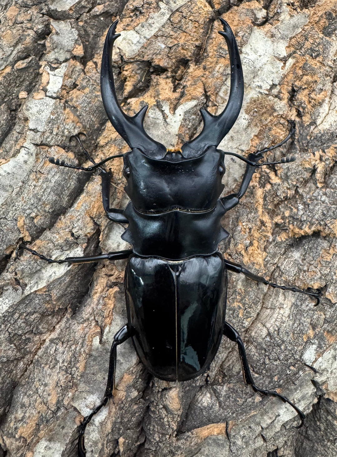 【WD】《インターメディアツヤクワガタ ネグロス産 94mm ペア》