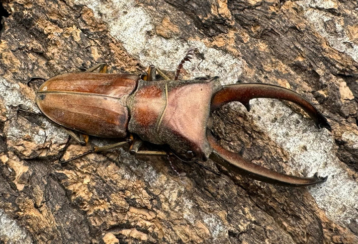 【WD】《カナリクラトゥスホソアカ 54.5mm ペア》